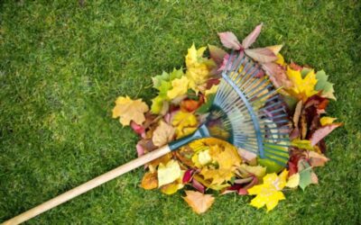 Leaf Removal: How Important Is It?